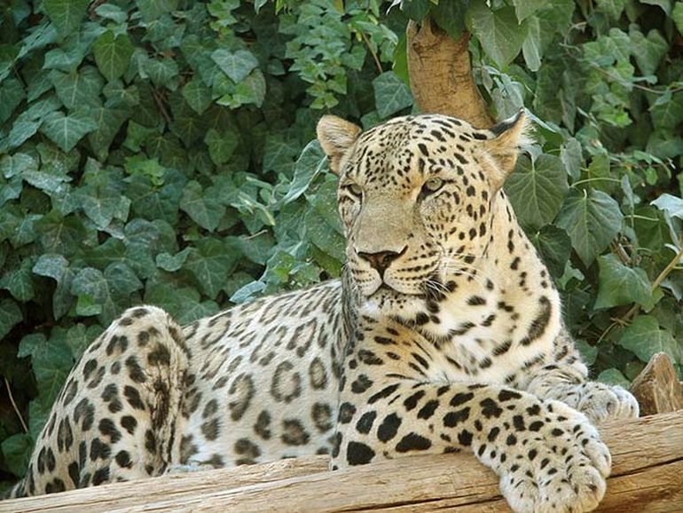 Kohezio_jaguar_ikrek_770_6